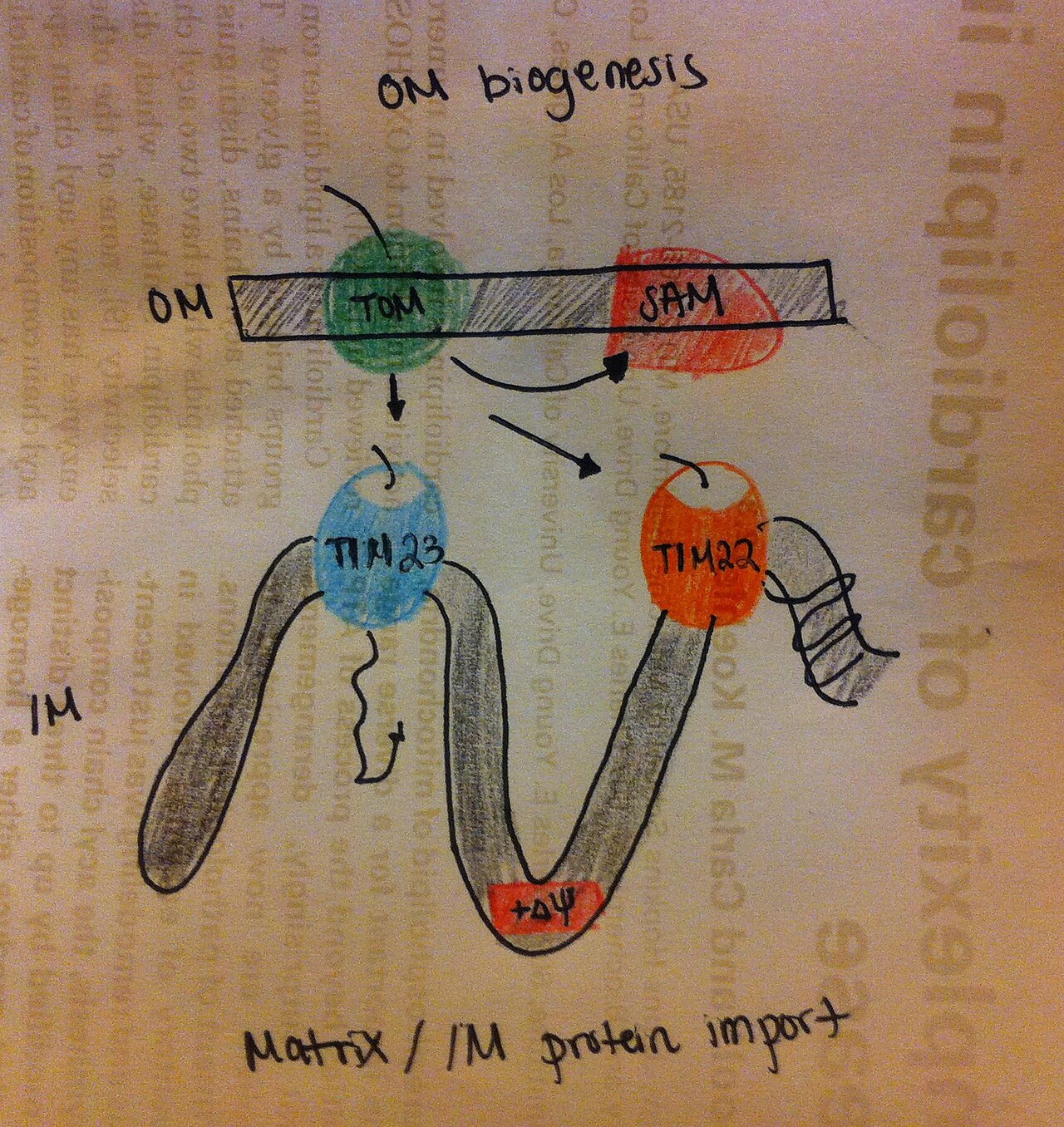 Matrix IM protein import
