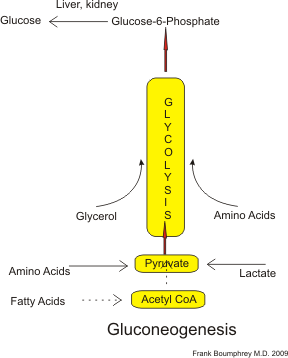 Gluconeogenesis pathway with key molecules and enzymes. Many steps are the opposite of those found in the glycolysis.