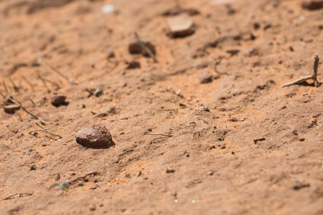 A thin, flat, barely visible crust on a sandy surface.