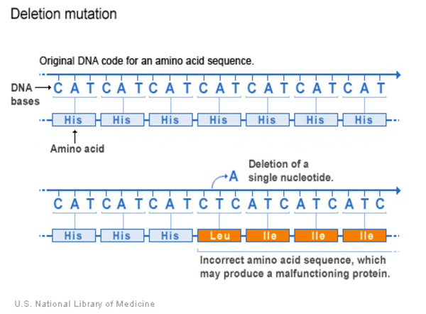The deletion of a single nucleotide leads to an incorrect amino acid sequence, which may produce a malfunctioning protein.
