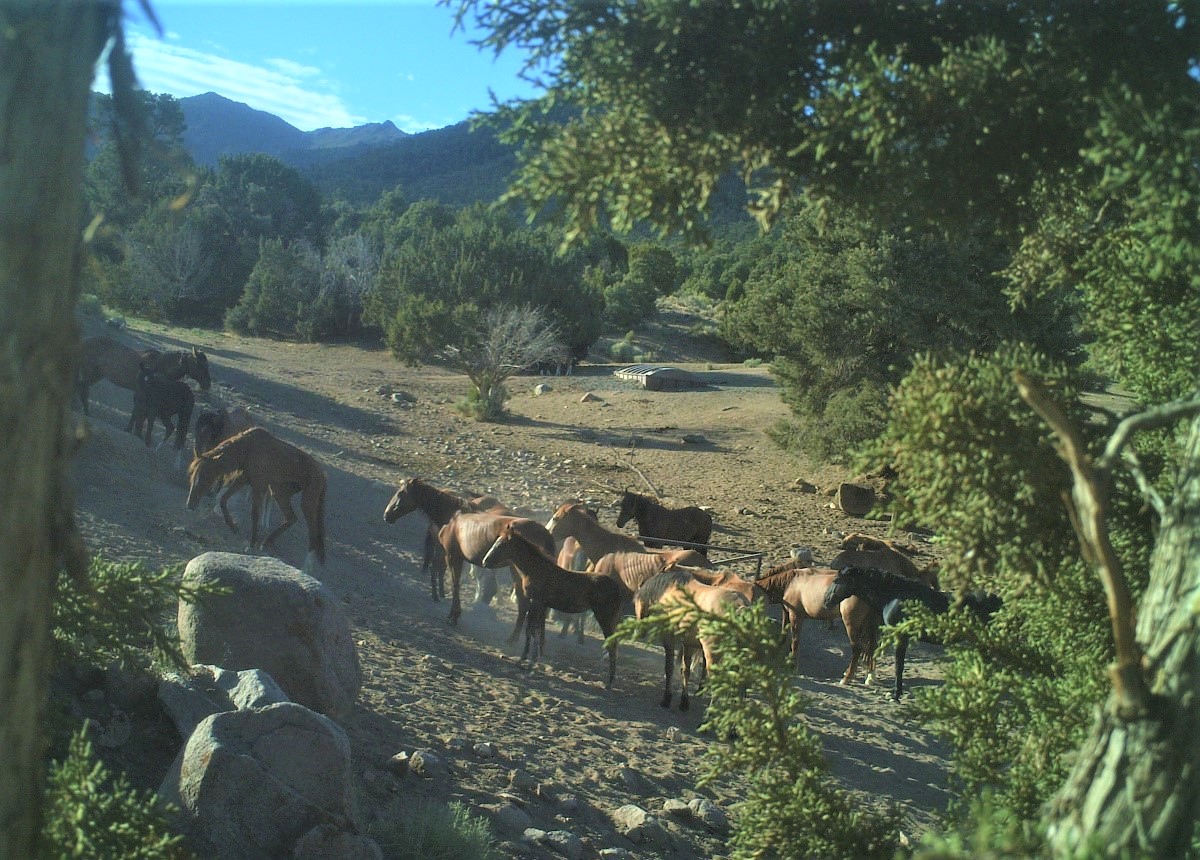 Wild horses crown around a spring, some of the horses look to be in poor condition.