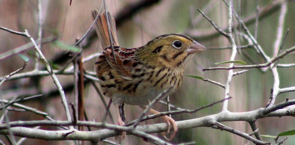 A small yellow-brown bird speckled with dark stripes, and a short thick bill.