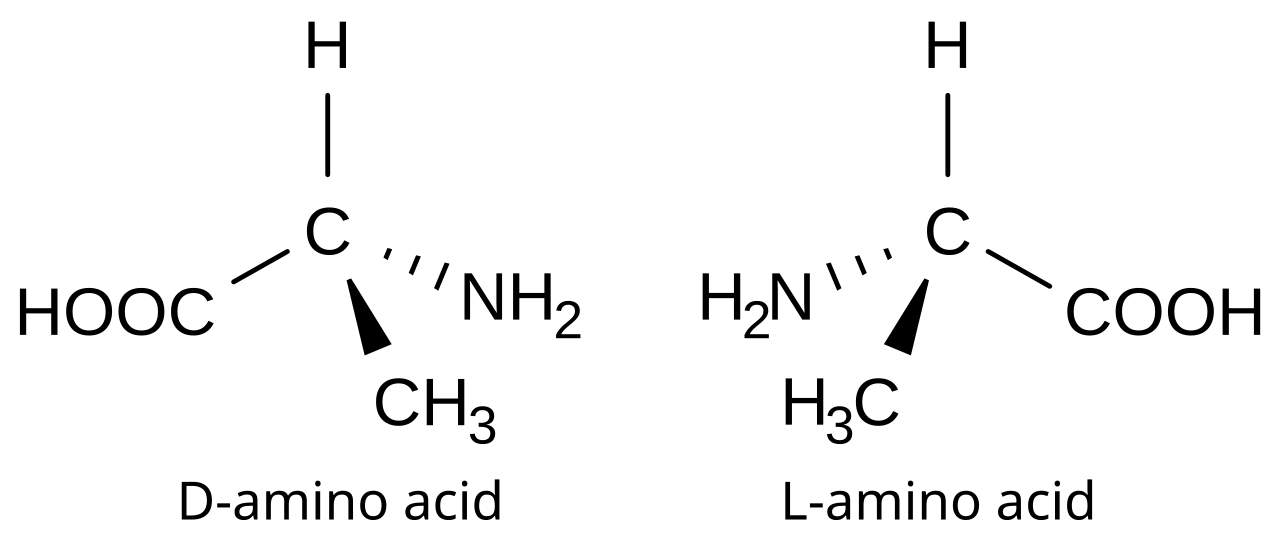 This is a depiction of both L and D amino acids.
