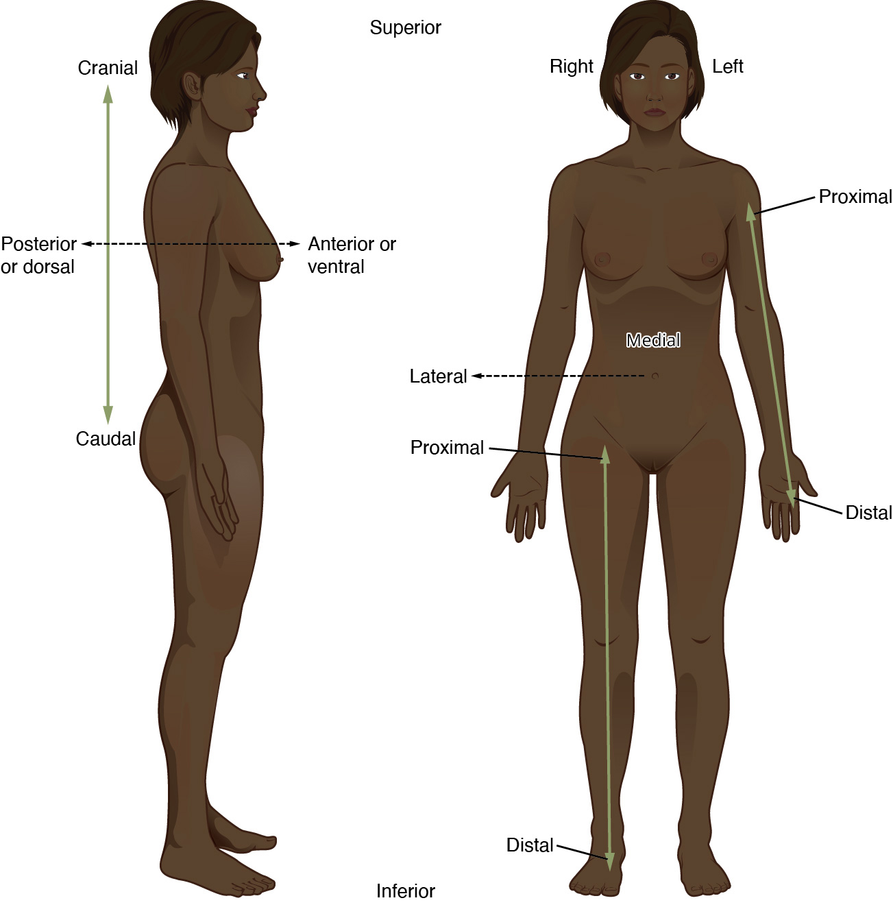 This illustration shows two diagrams: one of a side view of a female and the other of an anterior view of a female. Each diagram shows directional terms using double-sided arrows. The cranial-distal arrow runs vertically behind the torso and lower abdomen. The cranial arrow is pointing toward the head while the caudal arrow is pointing toward the tail bone. The posterior/anterior arrow is running horizontally through the back and chest. The posterior or dorsal arrow is pointing toward the back while the anterior, or ventral arrow, is pointing toward the abdomen. On the anterior view, the proximal/distal arrow is on the right arm. The proximal arrow is pointing up toward the shoulder while the distal arrow is pointing down toward the hand. The lateral-medial arrow is a horizontal arrow on the abdomen. The medial arrow is pointing toward the navel while the lateral arrow is pointing away from the body to the right. Right refers to the right side of the woman’s body from her perspective while left refers to the left side of the woman’s body from her perspective.