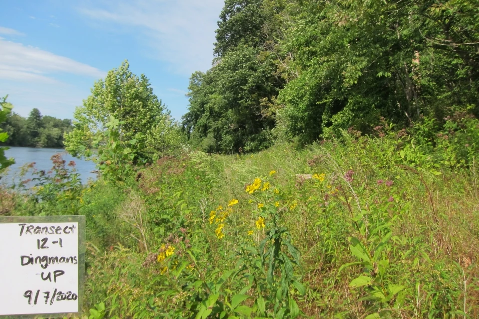 View of a transect showing an open sunny prairie-like outcrop.