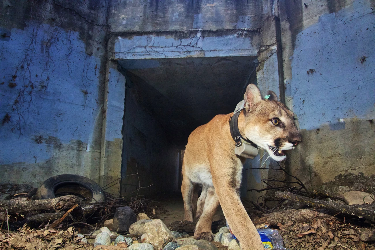 A mountain lion with a tracking collar and a turquoise ear tag walks out of a concrete road underpass