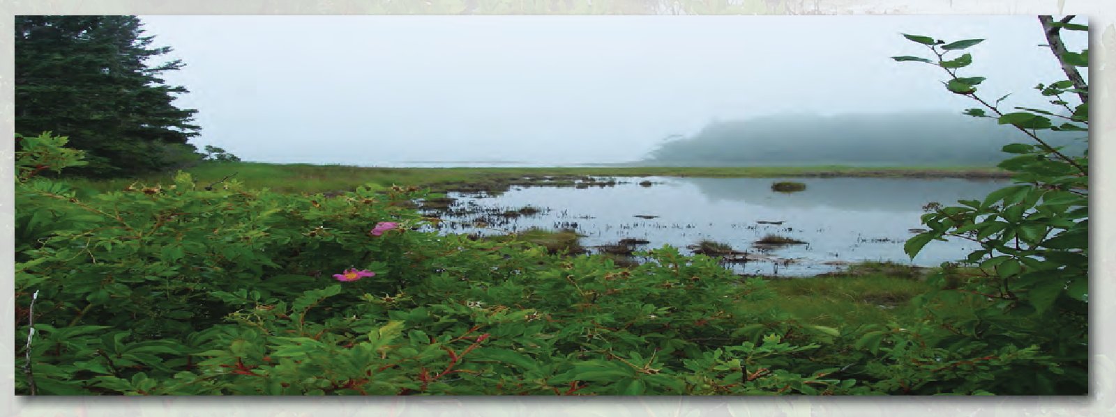 Salt marsh on Deer Isle, Maine.