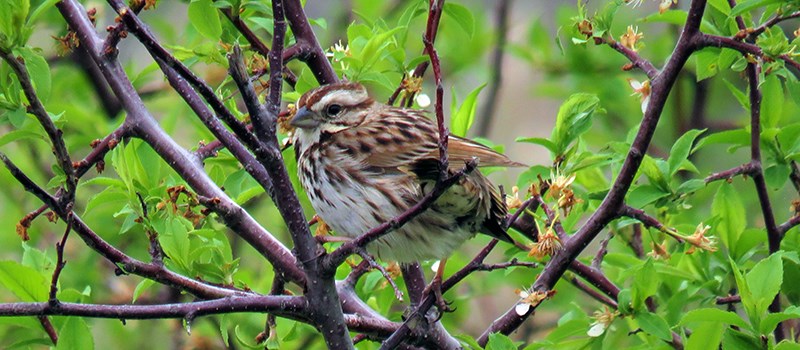 A Song Sparrow