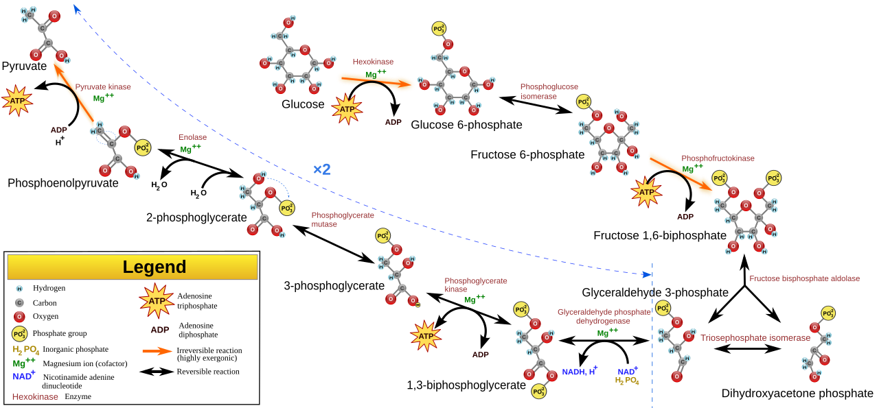 Glycolysis