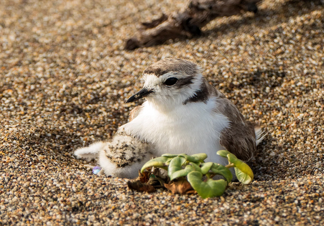 A small beige-and-white bird with a black beak and big dark eyes shelters a chick in a sand scrape beside a green plant.
