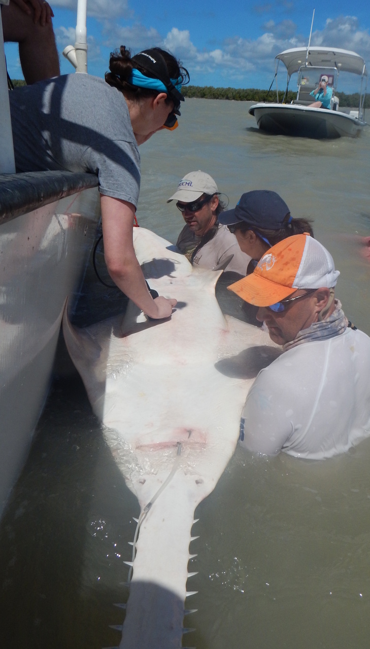 A smalltooth sawfish during research in the Florida Keys