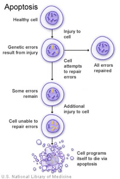 If a cell is unable to repair errors, it programs itself to die via apoptosis.