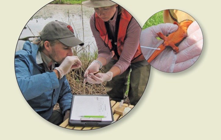 Technicians sampling a rough-skinned newt