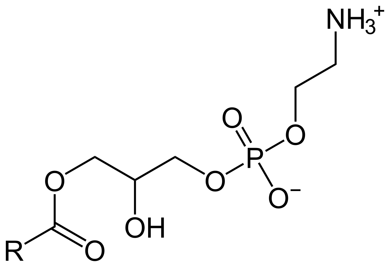 1-Acylglycerin-3-phosphoethanolamin