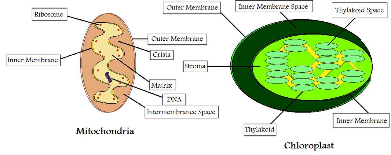 Mitochondria and Chloroplasts