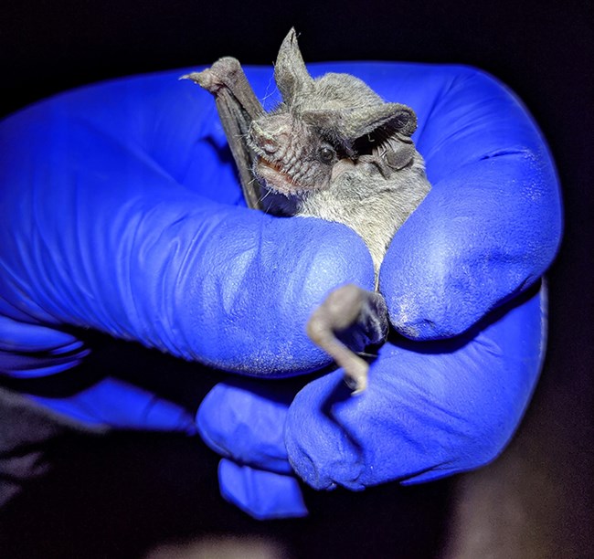 Small gray bat held in researcher's blue-gloved hand.