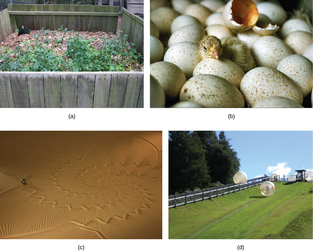 Four photos show (a) a compost pile, (b) a baby chick emerging from a fertilized egg, (c) sand art, and (d) a ball rolling downhill.