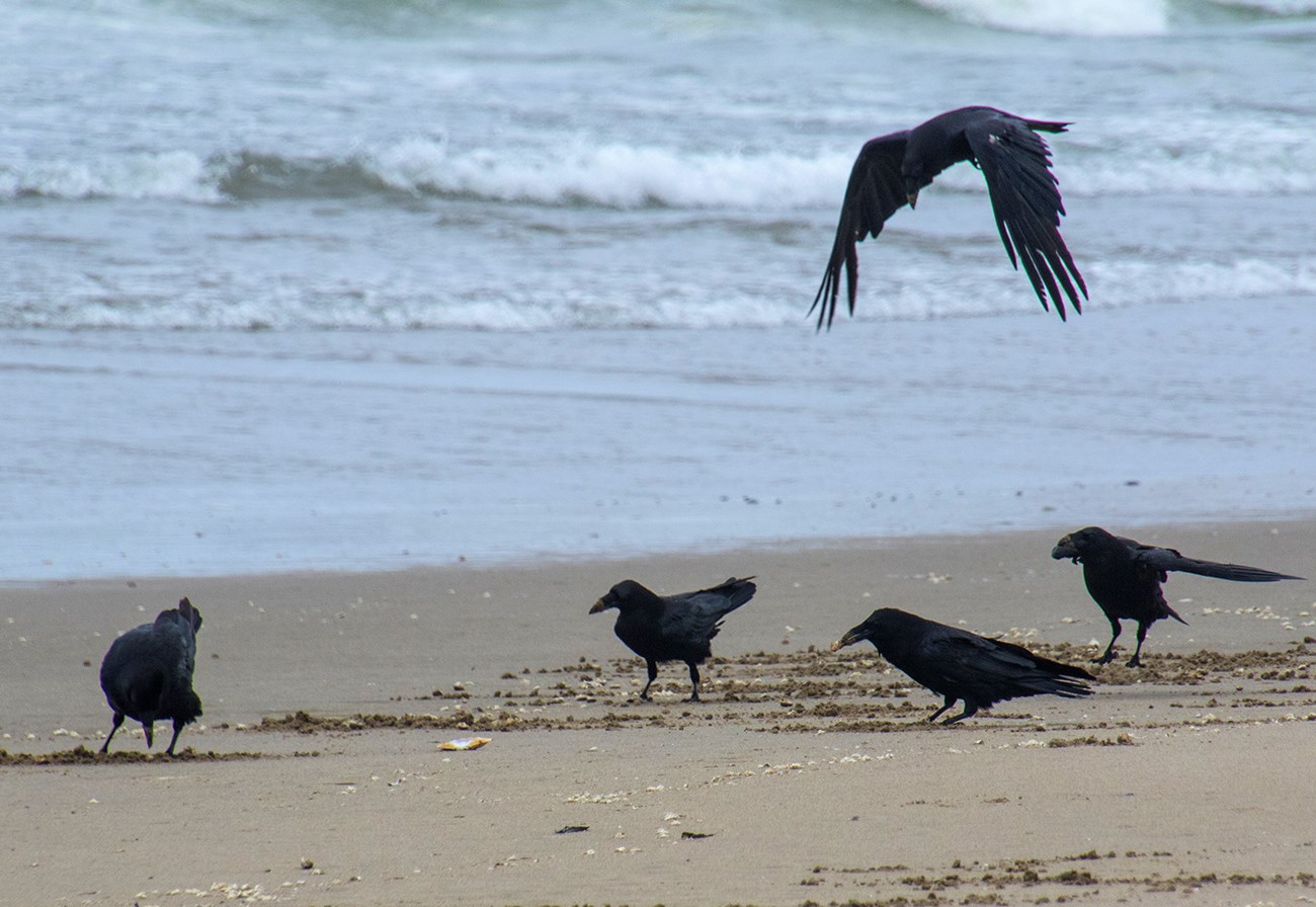 Five common ravens forage for sand crabs on a beach with blue ocean behind.
