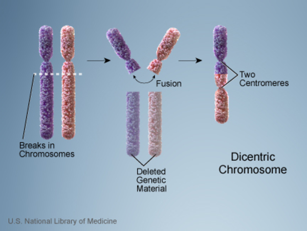 A dicentric chromosome results from the abnormal fusion of pieces of two chromosomes, creating a chromosome with two centromeres.