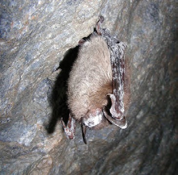 A small brown bat clinging to a rock wall.