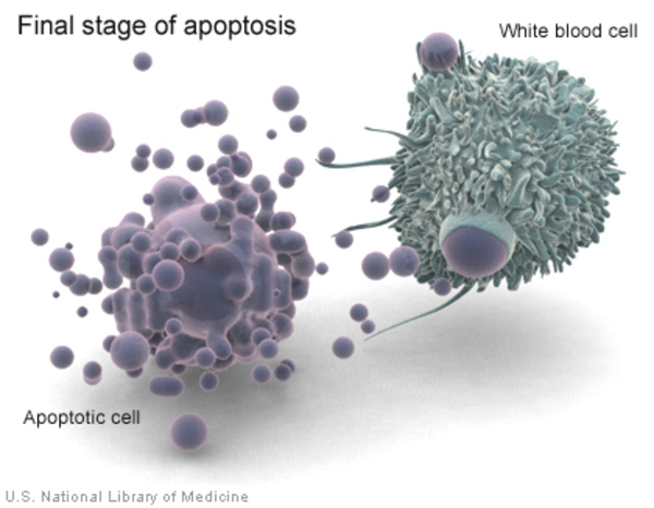 A white blood cell and an apoptotic cell.