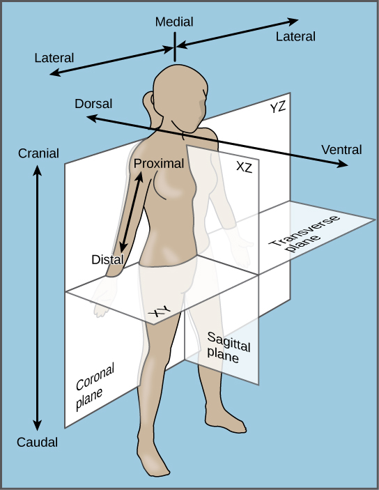 The illustration shows a woman’s body dissected into planes. The coronal plane separates the front from the back. The front of the body is the ventral side, and the back of the body is the dorsal side. The upper body is defined as cranial, and the lower body is defined as caudal. The sagittal plane dissects the body from side to side. The medial line goes through the center of the body. The areas to the left and right of the medial line are defined as lateral. Parts of the body close to the medial line are proximal, and those further away are distal.