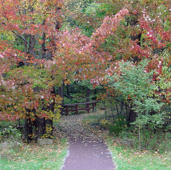 A trail through woods at Allegheny Portage Railroad.