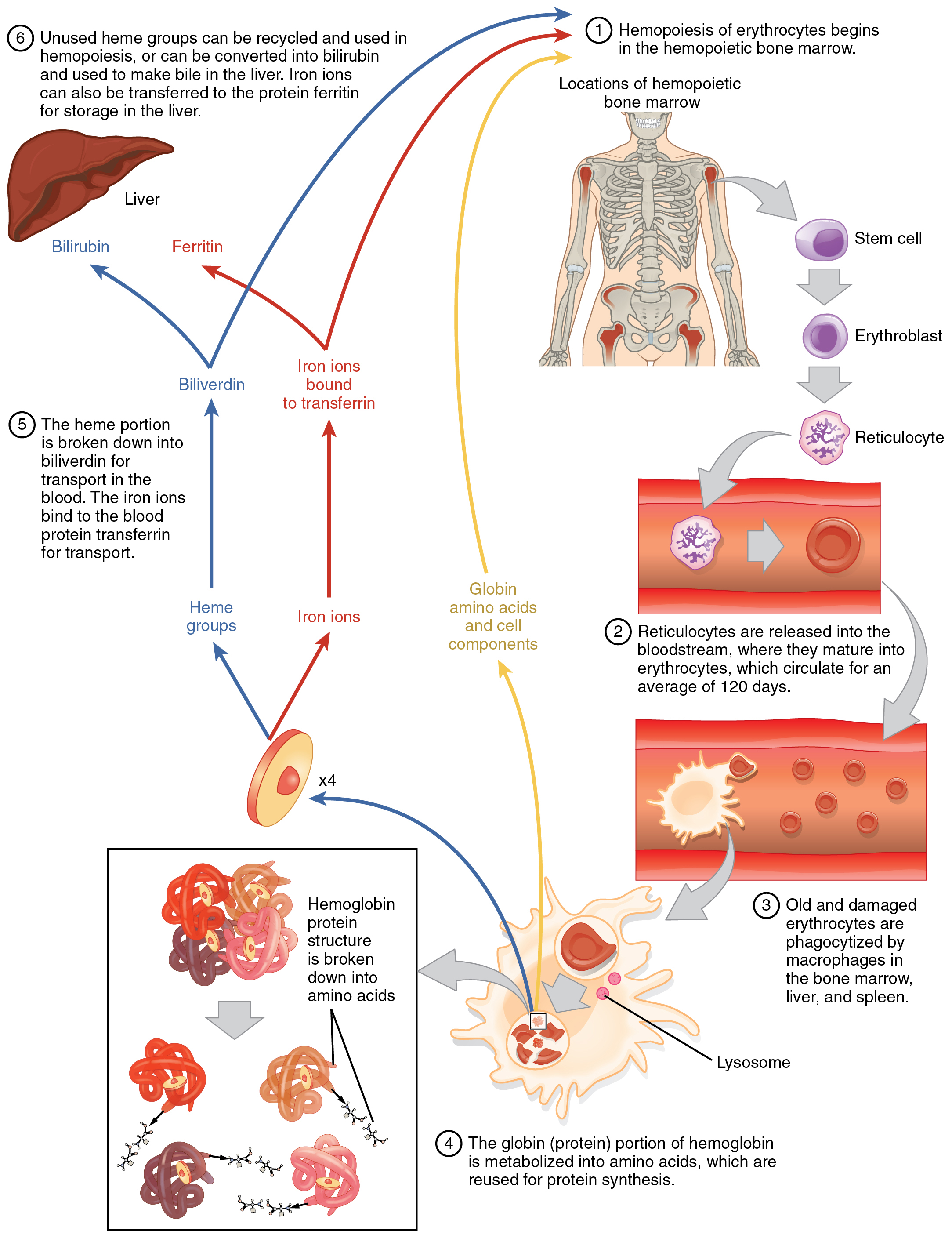 This flow chart shows the life cycle of a red blood cell. The first step is the hemopoeisis of erythrocytes in the bone marrow. Further steps in this diagram show the passage of erythrocytes through the blood stream, the breakdown of heme protein, and liver function.