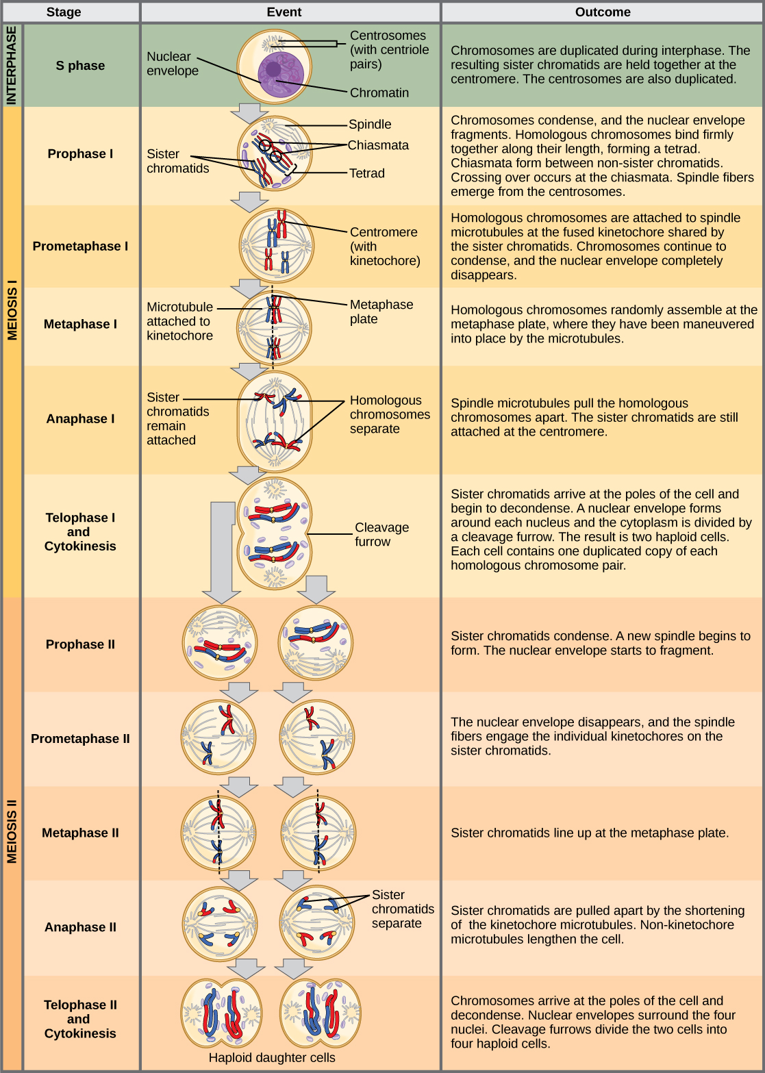 This illustration outlines the stages of meiosis. In interphase, before meiosis begins, the chromosomes are duplicated. Meiosis I then proceeds through several stages. In prophase I, the chromosomes begin to condense and the nuclear envelope fragments. Homologous pairs of chromosomes line up, and chiasmata form between them. Crossing over occurs at the chiasmata. Spindle fibers emerge from the centrosomes. In prometaphase I, homologous chromosomes attach to the spindle microtubules. In metaphase I, homologous chromosomes line up at the metaphase plate. In anaphase I, the spindle microtubules pull the homologous pairs of chromosomes apart. In telophase I and cytokinesis, the sister chromatids arrive at the poles of the cell and begin to decondense. The nuclear envelope begins to form again, and cell division occurs. Meiosis II then proceeds through several stages. In prophase II, the sister chromatids condense and the nuclear envelope fragments. A new spindle begins to form. In prometaphase II, the sister chromatids become attached to the kinetochore. In metaphase II, the sister chromatids line up at the metaphase plate. In anaphase II, the sister chromatids are pulled apart by the shortening spindles. In telophase II and cytokinesis, the nuclear envelope forms again and cell division occurs, resulting in four haploid daughter cells.