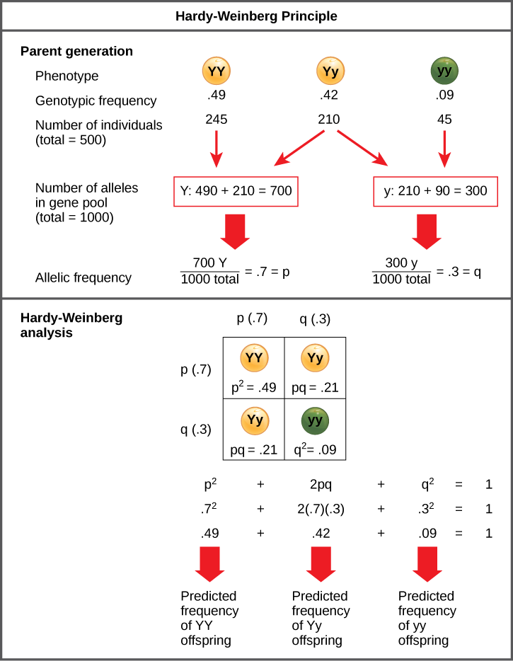 The Hardy-Weinberg principle is used to predict the genotypic distribution of offspring in a given population. In the example given, pea plants have two different alleles for pea color. The dominant capital Y allele results in yellow pea color, and the recessive small y allele results in green pea color. The distribution of individuals in a population of 500 is given. Of the 500 individuals, 245 are homozygous dominant (capital Y capital Y) and produce yellow peas. 210 are heterozygous (capital Y small y) and also produce yellow peas. 45 are homozygous recessive (small y small y) and produce green peas. The frequencies of homozygous dominant, heterozygous, and homozygous recessive individuals are 0.49, 0.42, and 0.09, respectively. Each of the 500 individuals provides two alleles to the gene pool, or 1000 total. The 245 homozygous dominant individuals provide two capital Y alleles to the gene pool, or 490 total. The 210 heterozygous individuals provide 210 capital Y and 210 small y alleles to the gene pool. The 45 homozygous recessive individuals provide two small y alleles to the gene pool, or 90 total. The number of capital Y alleles is 490 from homozygous dominant individuals plus 210 from homozygous recessive individuals, or 700 total. The number of small y alleles is 210 from heterozygous individuals plus 90 from homozygous recessive individuals, or 300 total. The allelic frequency is calculated by dividing the number of each allele by the total number of alleles in the gene pool. For the capital Y allele, the allelic frequency is 700 divided by 1000, or 0.7; this allelic frequency is called p. For the small y allele the allelic frequency is 300 divided by 1000, or 0.3; the allelic frequency is called q. Hardy-Weinberg analysis is used to determine the genotypic frequency in the offspring. The Hardy-Wienberg equation is p-squared plus 2pq plus q-squared equals 1. For the population given, the frequency is 0.7-squared plus 2 times .7 times .3 plus .3-squared equals one. The value for p-squared, 0.49, is the predicted frequency of homozygous dominant (capital Y capital Y) individuals. The value for 2pq, 0.42, is the predicted frequency of heterozygous (capital Y small y) individuals. The value for q-squared, .09, is the predicted frequency of homozygous recessive individuals. Note that the predicted frequency of genotypes in the offspring is the same as the frequency of genotypes in the parent population. If all the genotypic frequencies, .49 plus .42 plus .09, are added together, the result is one