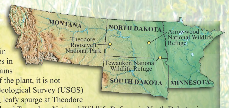 The Saga of Leafy Spurge (Euphorbia esula) in the Northern Great Plains