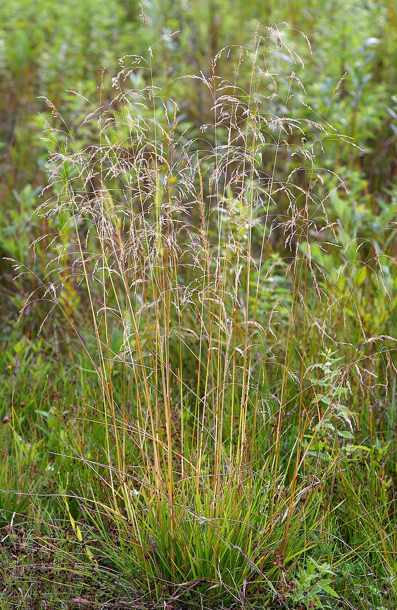 Native to Virginia, tufted hairgrass consumes less water than traditional lawn grasses.