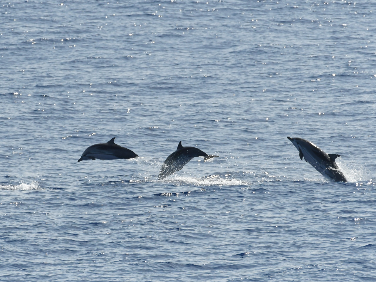 Striped dolphins leaping clear of the water
