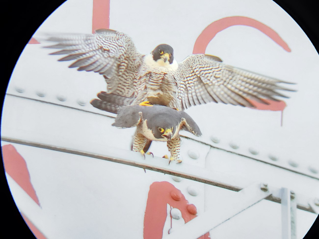 View through a scope of peregrine falcons mating on the Alcatraz Water Tower.