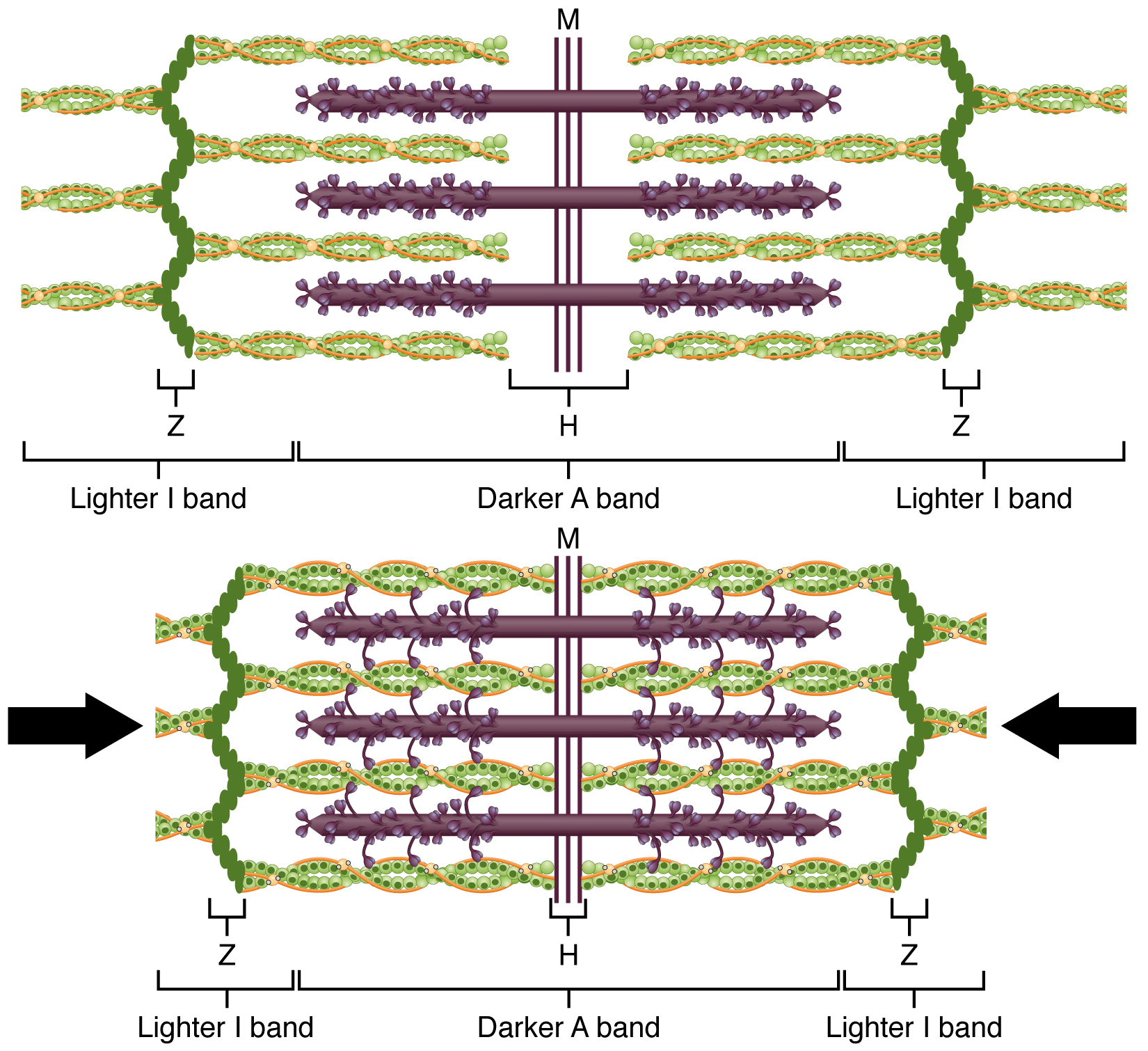 This diagram shows how muscle contracts. The top panel shows the stretched filaments and the bottom panel shows the compressed filaments.