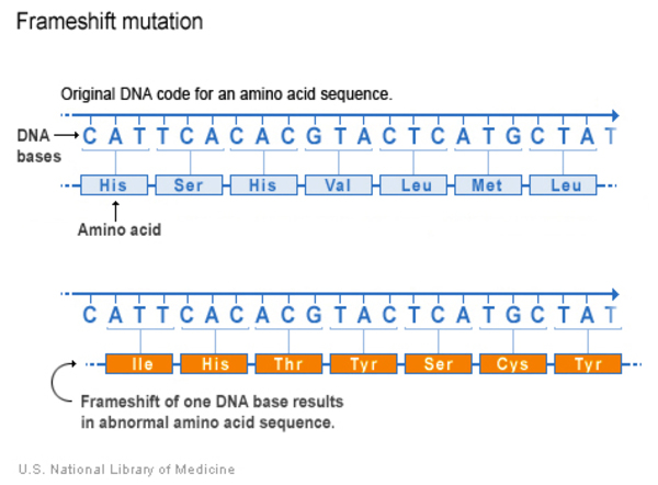 A framshift of one DNA base results in an abnormal amino acid sequence.