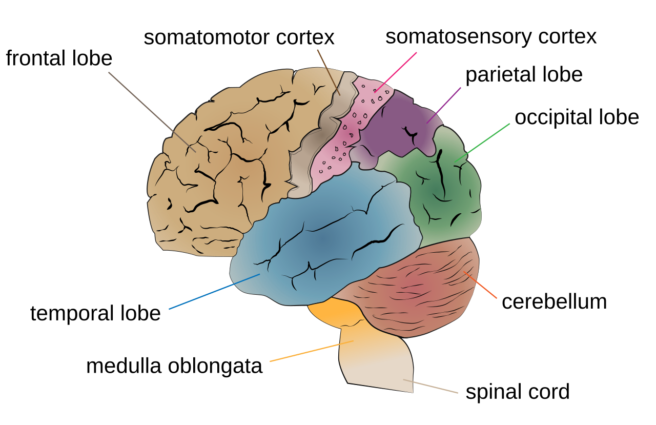 cerebrum lobes
