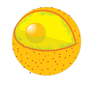 Illustration of a human cell nucleus