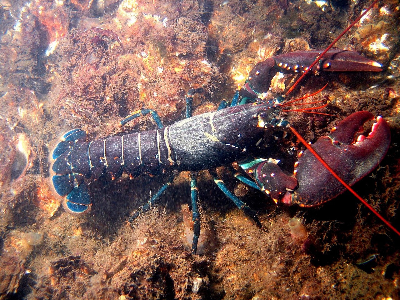 The European lobster.