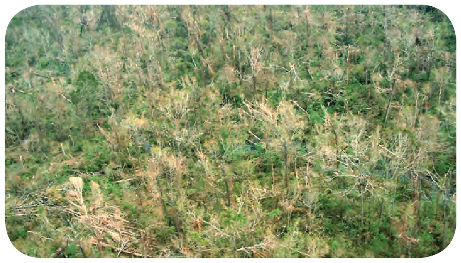 Aerial oblique photograph showing damage to forested wetlands of Pearl River Wildlife Management Area, La., including trees that were snapped, tipped, uprooted, and defoliated.