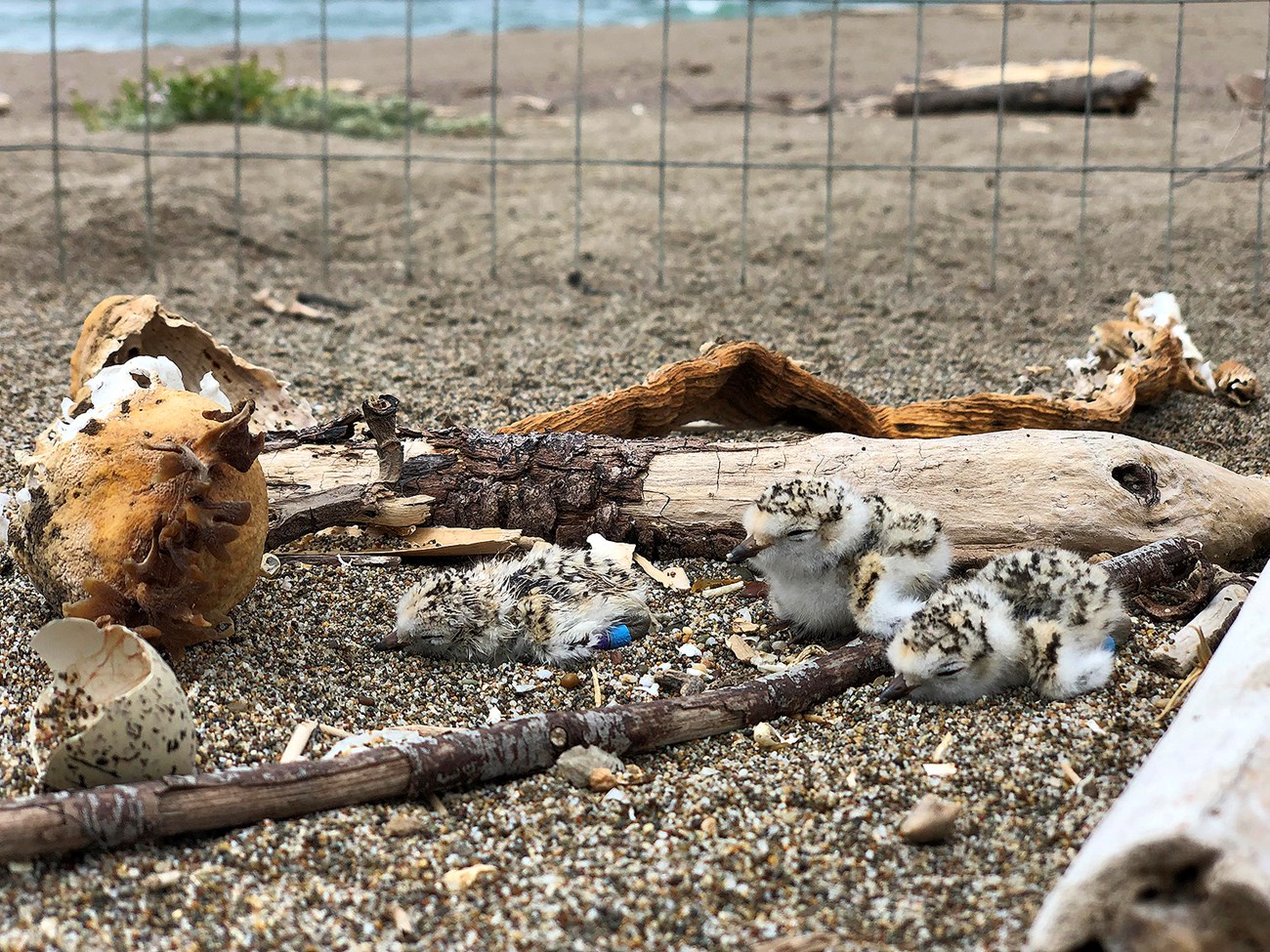 Three fluffy brown, beige and white chicks rest on sand inside wire fencing, beside driftwood and broken shells.