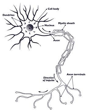 A nerve cell.