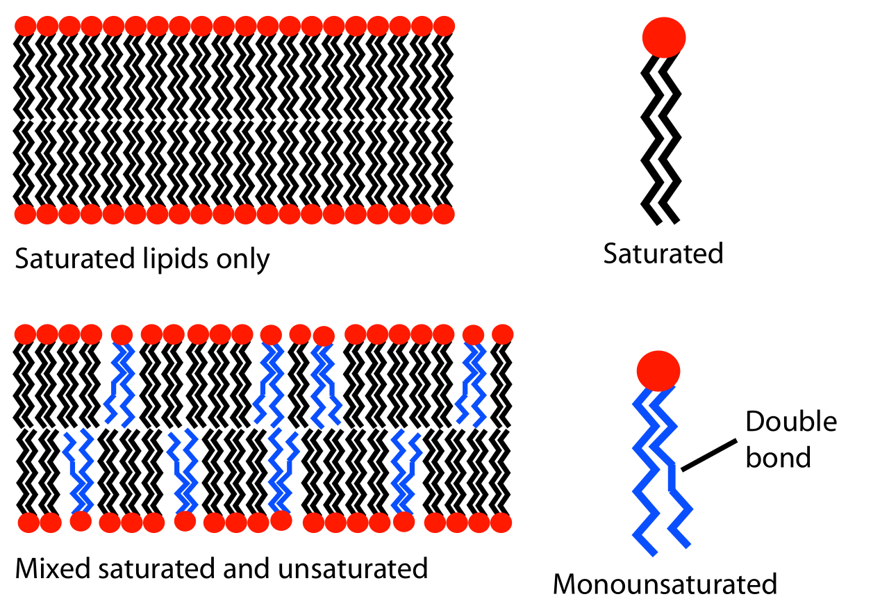 Lipid unsaturation effect