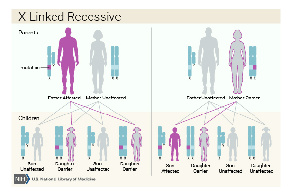 Two generations of a family with an X-linked recessive disorder. In this form of inheritance, the chance of being affected or being a carrier depends on whether the mother or the father has the mutated gene on the X chromosome.