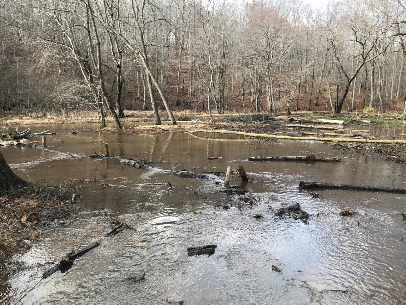 A shallow sheet of water spread across the ground among standing and fallen trees.