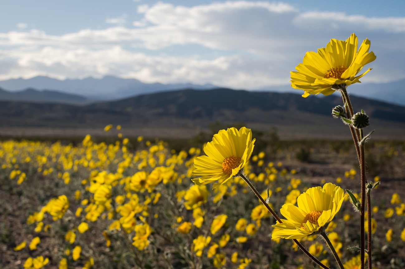 Yellow flowers bloom in a desert field