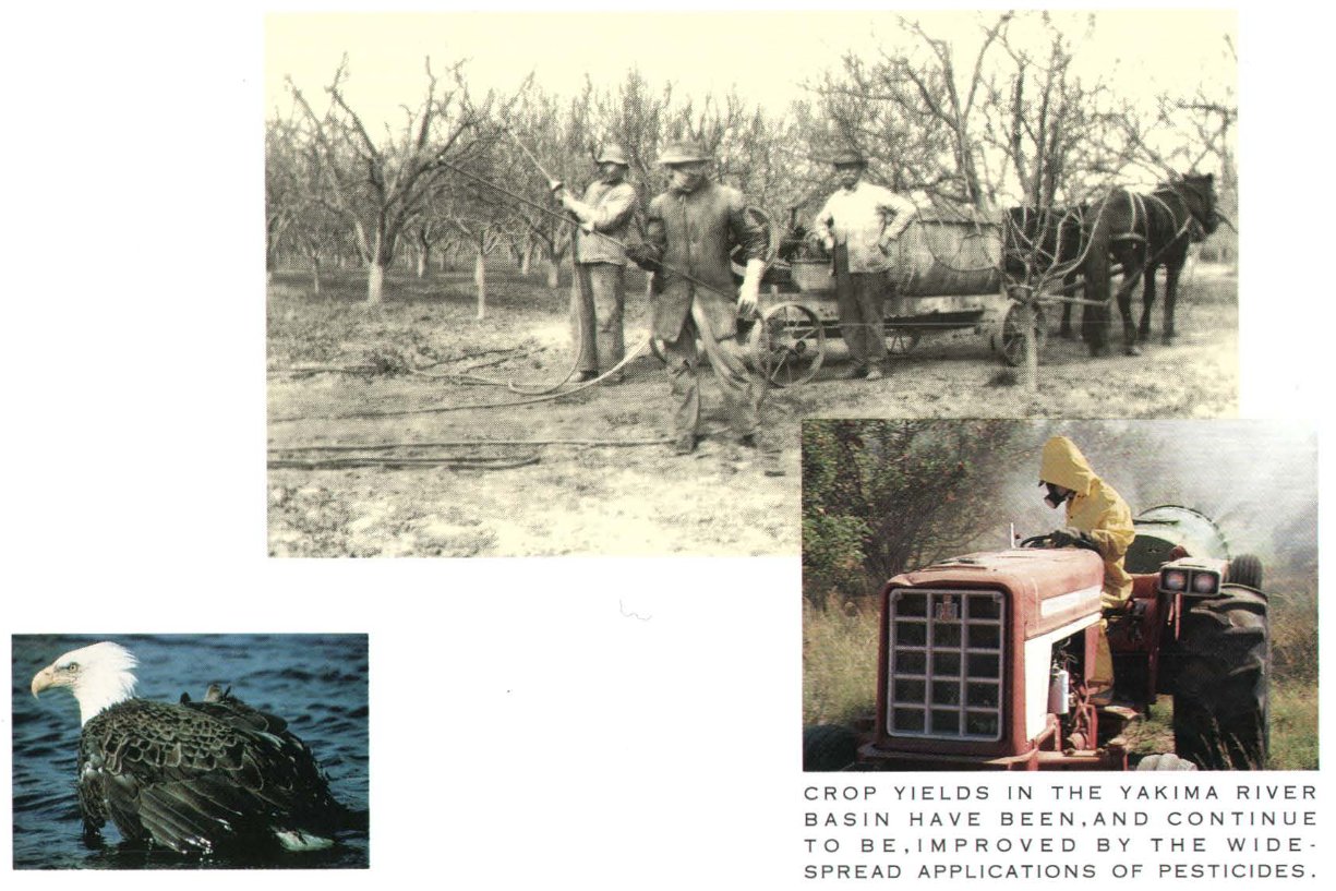 Persistence of the DDT pesticide in the Yakima River basin, Washington