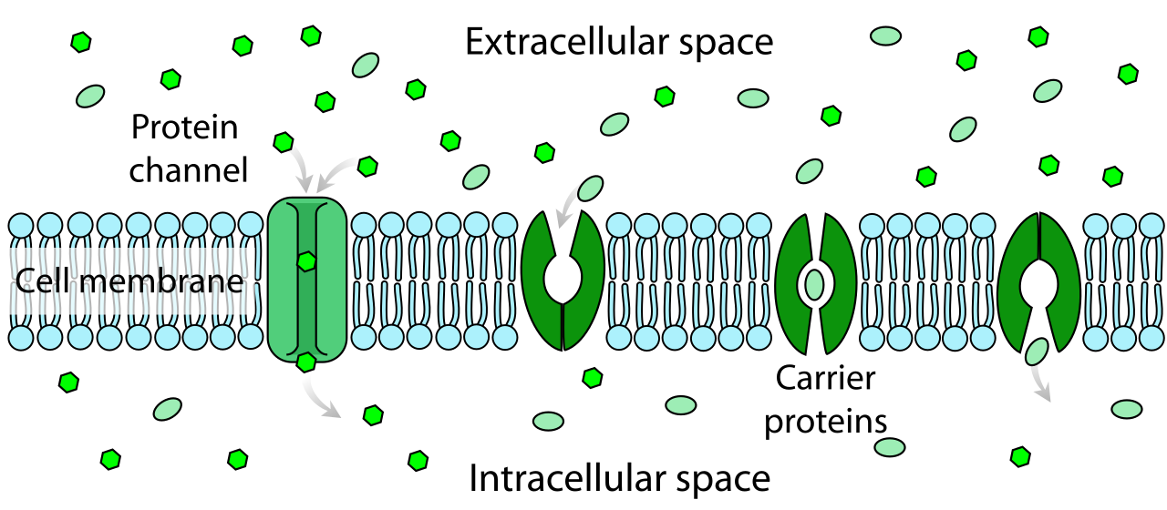 Scheme facilitated diffusion in cell membrane-en