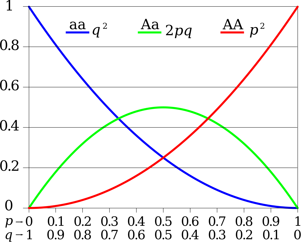 A graph showing the application of the Hardy-Weinberg equation based on two alleles and three genotypes.