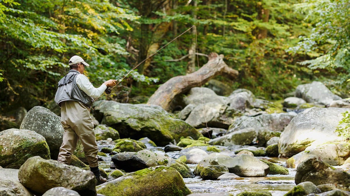 A man fly-fishing on a stream among green trees.